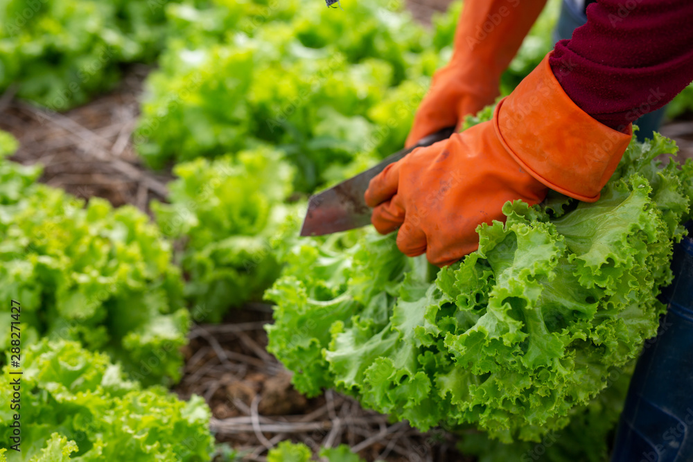 Fototapeta premium Gardeners who are collecting vegetables in his garden.