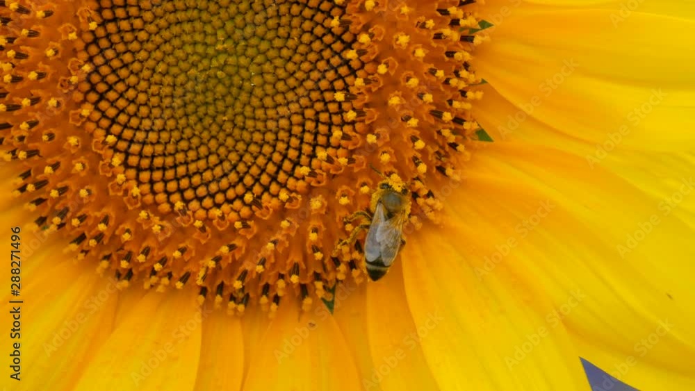 Bee working and gathering pollen from sunflower in field. Field of sunflowers. Sunflower swaying in the wind Bee working and gathering pollen from sunflower in field. Field of sunflowers. Sunflower swaying in the wind