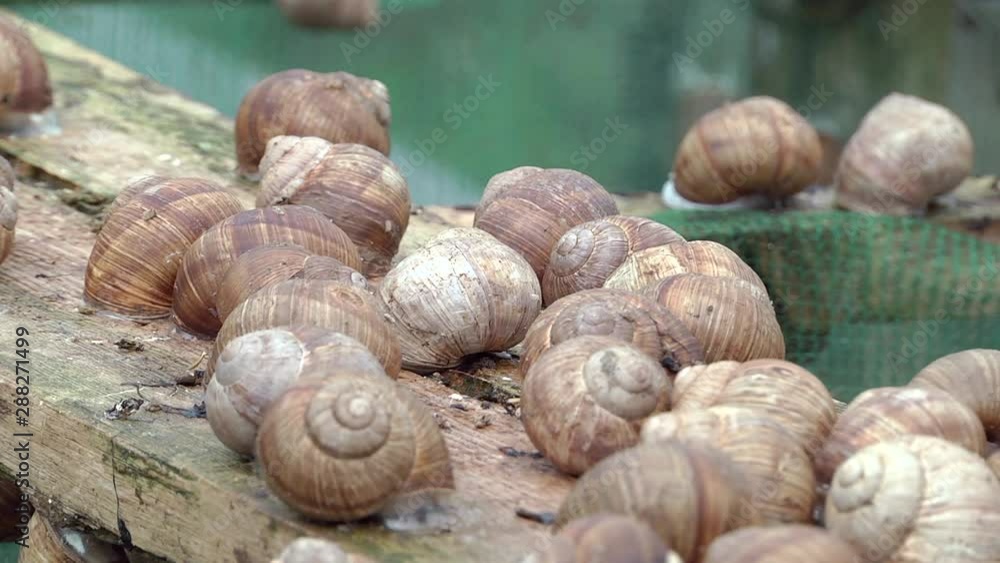 Agriculture. Grape snails crawl on an old board. Breeding grape snails. Snail brooder. Agriculture. Grape snails crawl on an old board. Breeding grape snails. Snail brooder.
