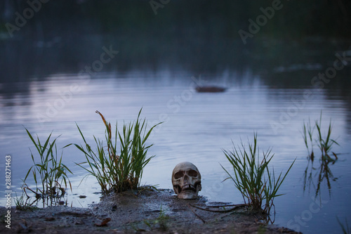 A human skull in the fog and twilight on the shore of a lake with tall grass. Horrible the concept of Halloween, scary skull layout at dusk.
