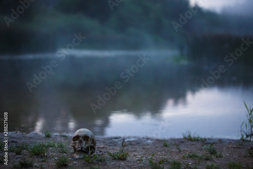 A human skull in the fog and twilight on the shore of a lake with tall grass. Horrible the concept of Halloween, scary skull layout at dusk. © Ольга Симонова