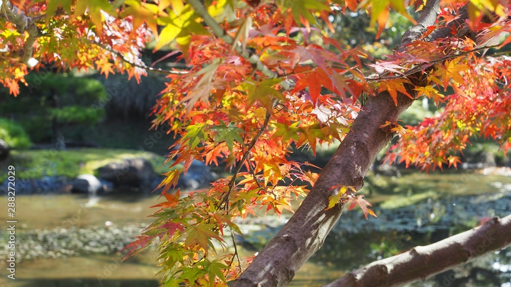 紅葉 紅葉
