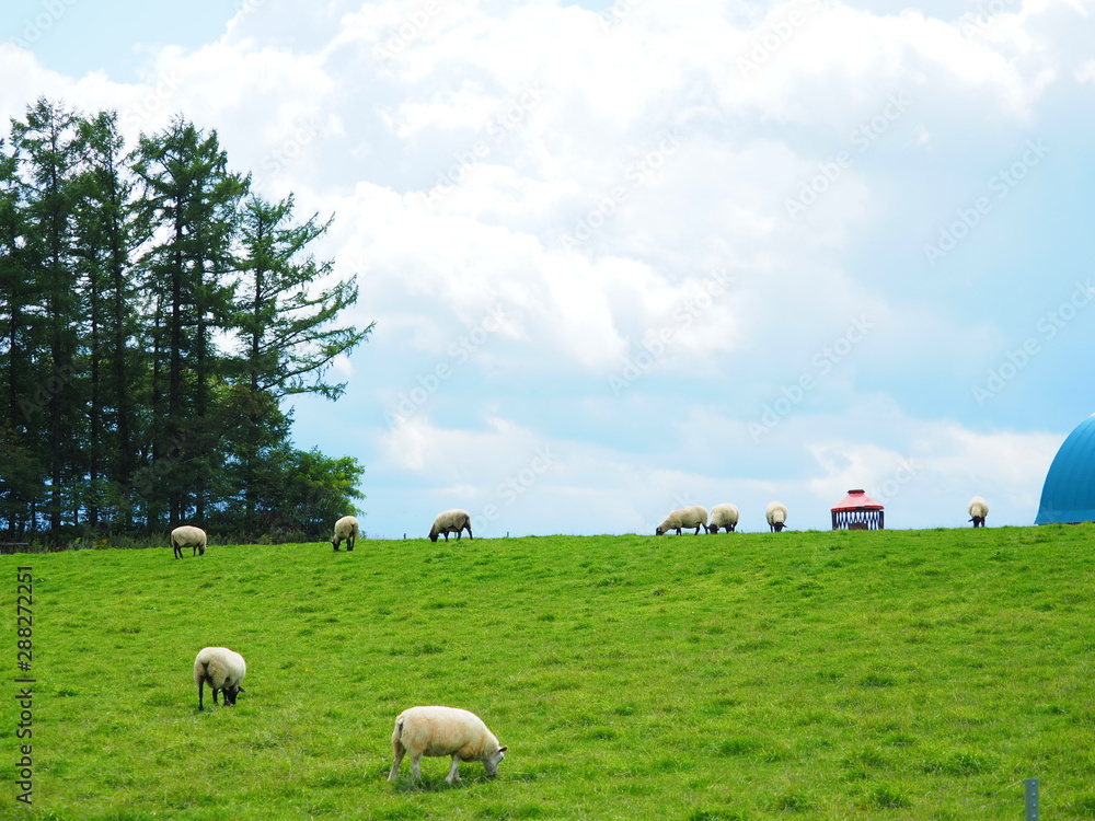 Obraz premium 北海道美瑛町 羊の放牧風景