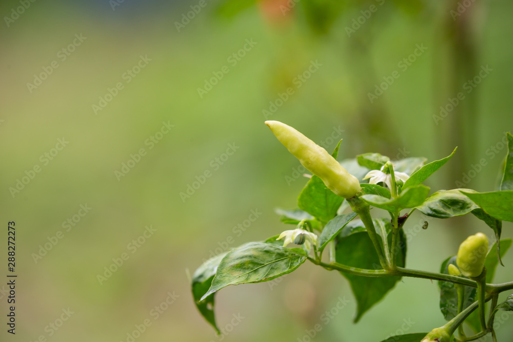 The background of the green leafy background of the vegetable garden. The background of the green leafy background of the vegetable garden.