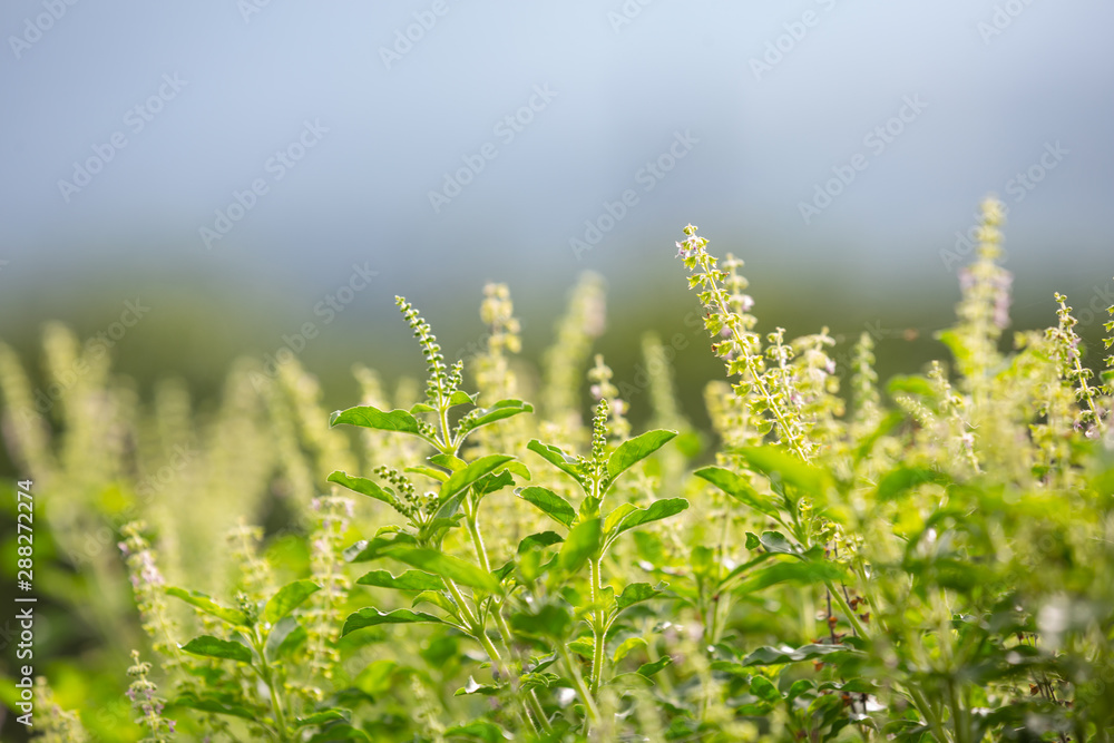 The background of the green leafy background of the vegetable garden. The background of the green leafy background of the vegetable garden.