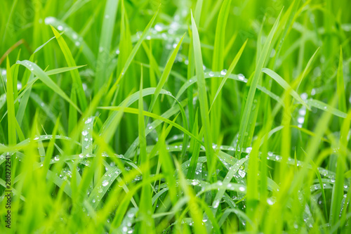 Raindrops that stay on top of the green grass leaves in the evening.