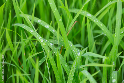 Raindrops that stay on top of the green grass leaves in the evening.