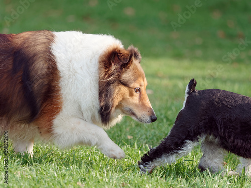 Obraz na płótnie Beautiful tricolor Shetland sheepdog running and sniffing the Schnauzer's ass, typical dog behavior to get to know each other