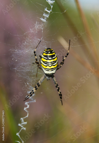 wasp spider