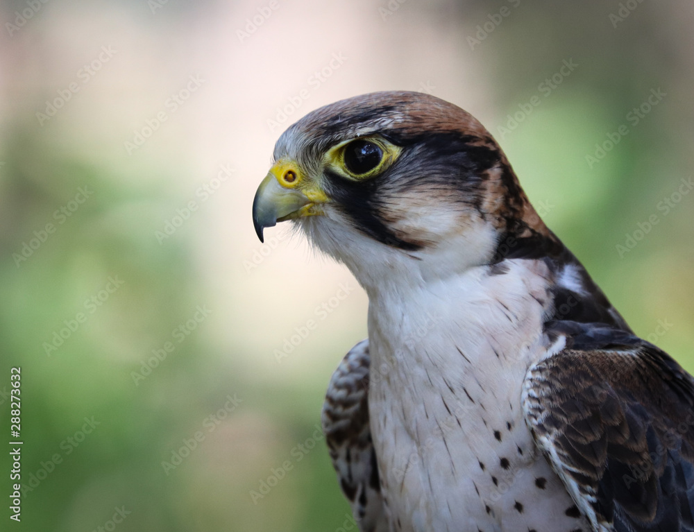 Naklejka premium lanner falcon