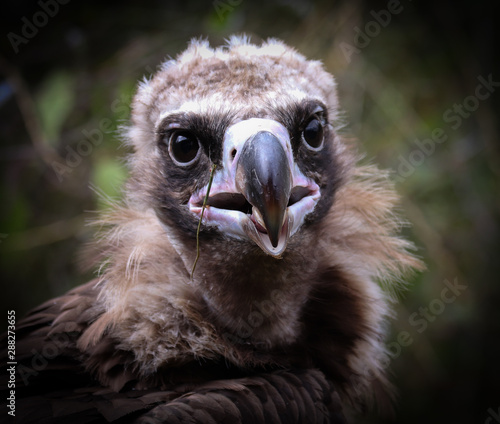 black vulture