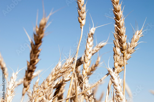 ears of wheat against blue sky