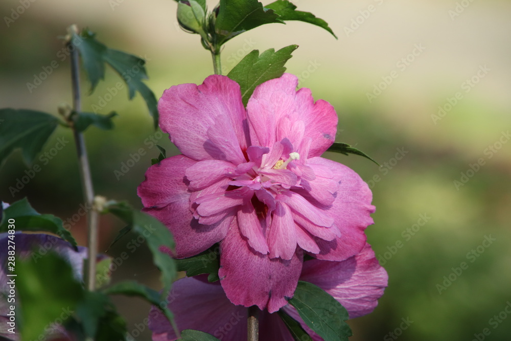 Fototapeta premium タチアオイの花