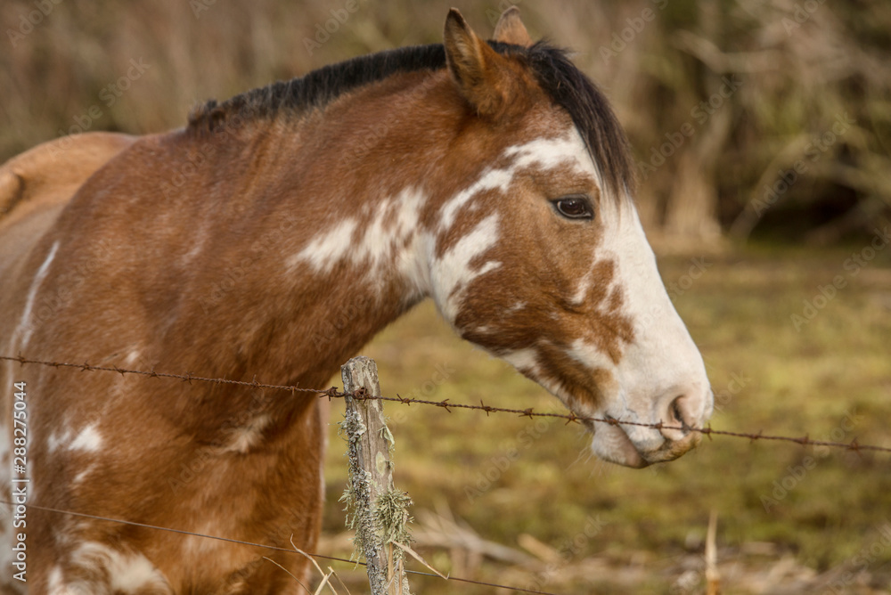 Naklejka premium Horse grazing on the grass field 