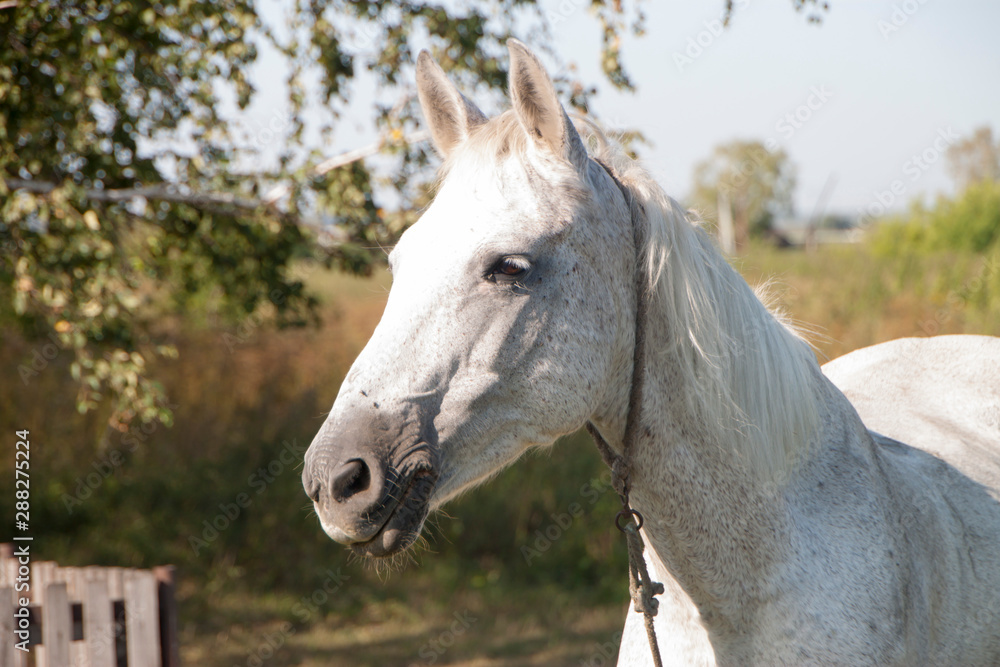 Fototapeta premium portrait of a horse