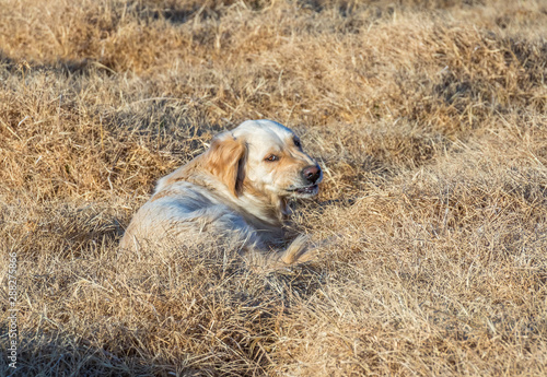 A large light colored dog lies isolated in the dry yellow winter grass image in horizontal format with copy space