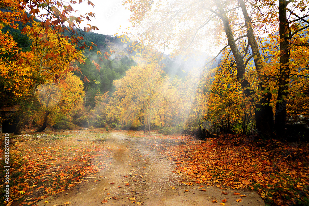 Naklejka premium Landscape image of dirt countryside dirt road with colorful autumn leaves and trees in forest of Mersin, Turkey