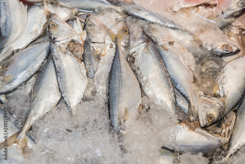 raw mackerel fish on ice in Thailand market ,seafood background ,seafood market ,raw food