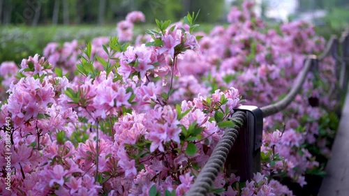 Pink Azaleas and rope fence at rhododendron park at Haaga Helsinki, captured with full frame camera on slider. Evening time with flat light. Shallow depth of field.