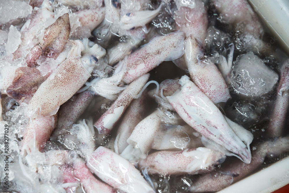 Splendid Squid (Loligo duvauceli) on ice, fresh seafood market in Thailand,seafood background Splendid Squid (Loligo duvauceli) on ice, fresh seafood market in Thailand,seafood background