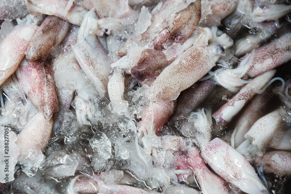 Splendid Squid (Loligo duvauceli) on ice, fresh seafood market in Thailand,seafood background Splendid Squid (Loligo duvauceli) on ice, fresh seafood market in Thailand,seafood background