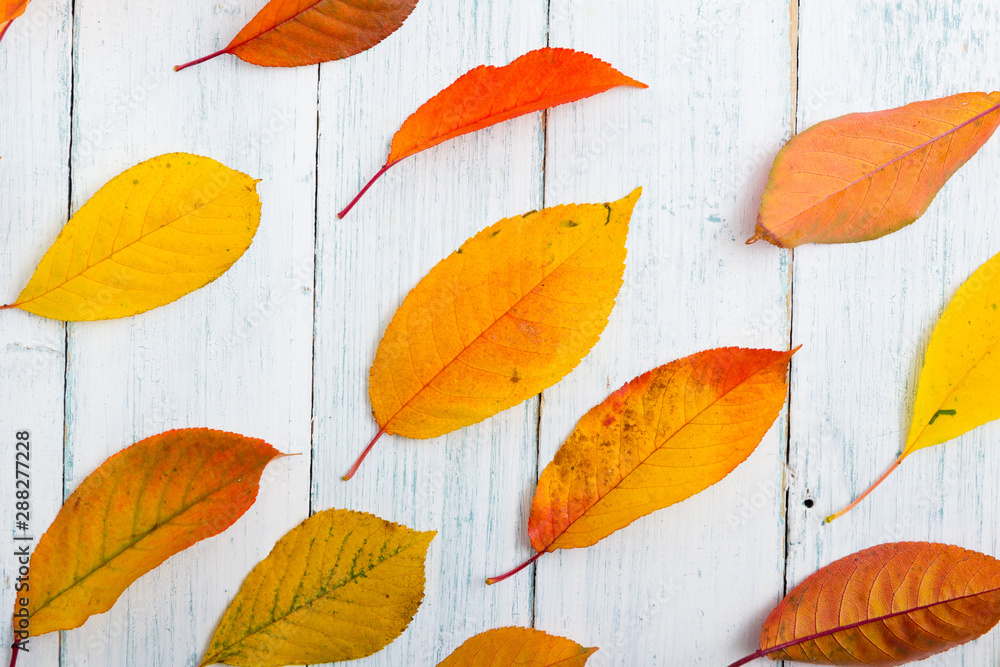 Fototapeta premium changing color autumn leaves on old white wooden