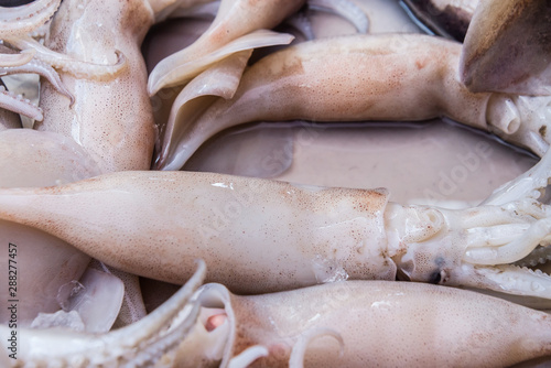 Splendid Squid (Loligo duvauceli) on ice, fresh seafood market in Thailand,seafood background
