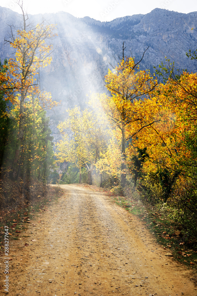 Obraz premium Landscape image of dirt countryside dirt road with colorful autumn leaves and trees in forest of Mersin, Turkey