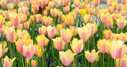Картината върху платно Blushing lady tulips at park