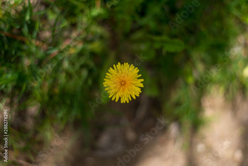 Spring background with beautiful yellow flowers