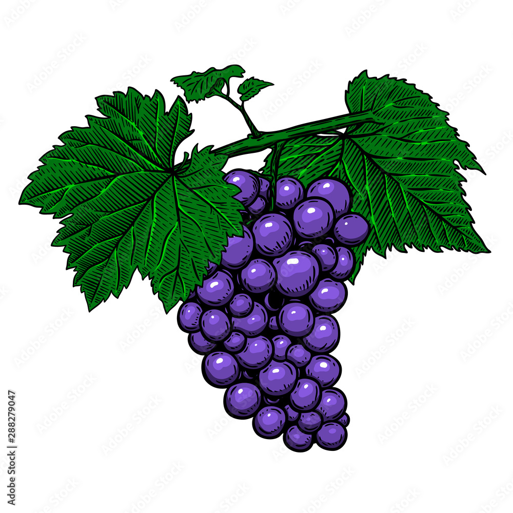 Fototapeta premium Grape branch on white background. Design element for poster, logo, label, sign, card, banner.