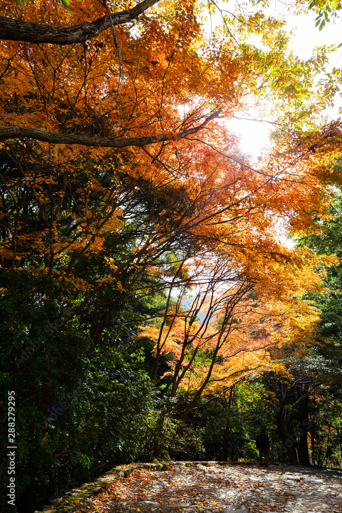 A park in autumn at Arashiyama Kyoto, Japan. A park in autumn at Arashiyama Kyoto, Japan.