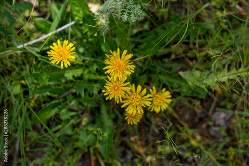 Spring background with beautiful yellow flowers