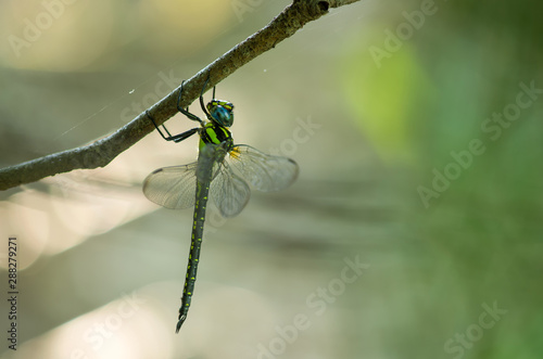 ネアカヨシヤンマ