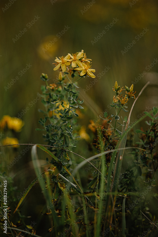 Obraz premium brutal