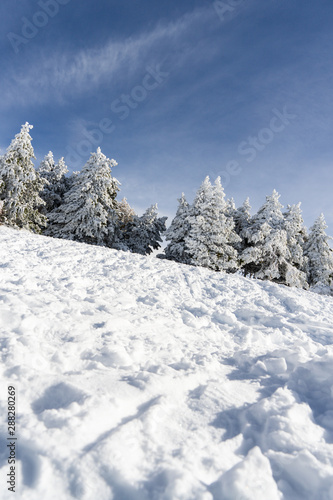 Snowed pine treer in ski resort of Sierra Nevada