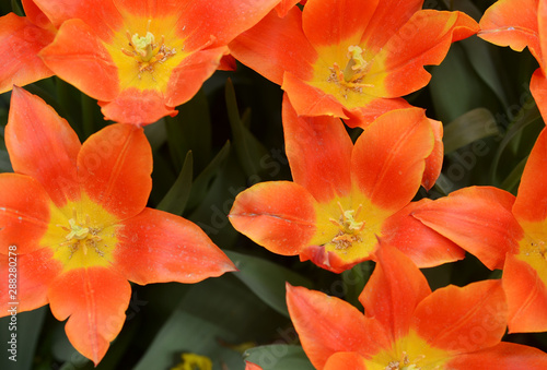 Close up of blown orange tulips