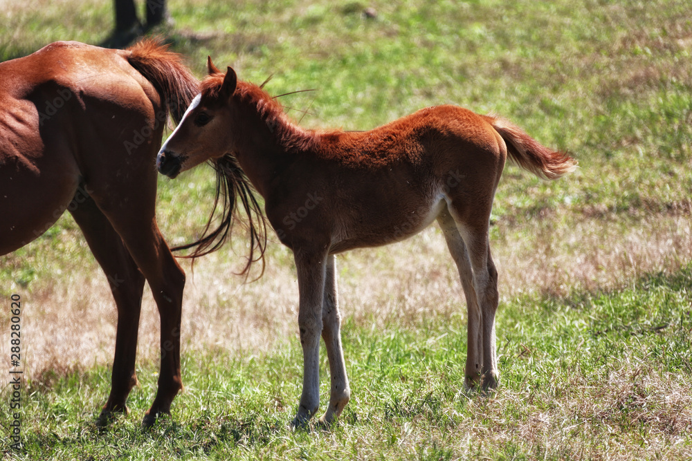 two horses on green field eating grass two horses on green field eating grass