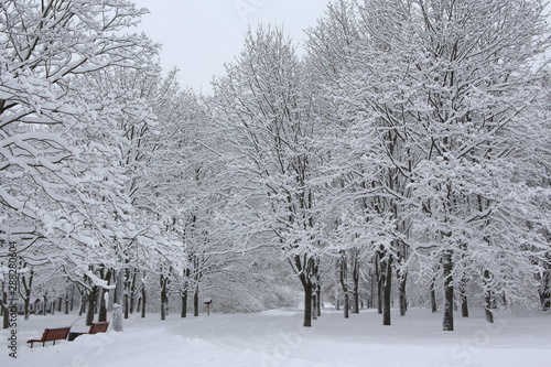 Snow covered trees in a winter park right after a snowfall                      © avkost