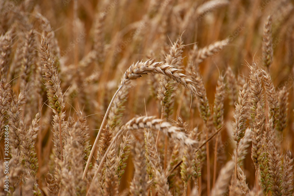 Fototapeta premium Reifes Getreide im Feld