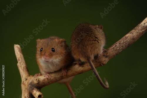 Harvest mice sat on a branch