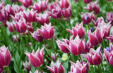 purple tulips at park