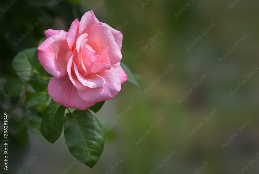pinfarbene Rose in Nahaufnahme pinfarbene Rose in Nahaufnahme