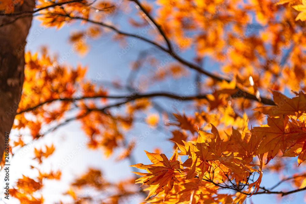 close-up colorful fall foliage in sunny day. beautiful autumn landscape background close-up colorful fall foliage in sunny day. beautiful autumn landscape background