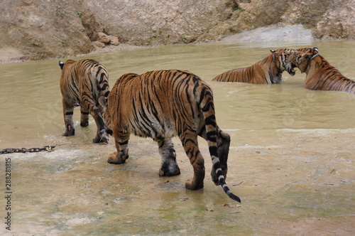 Tiger Temple in Thailand