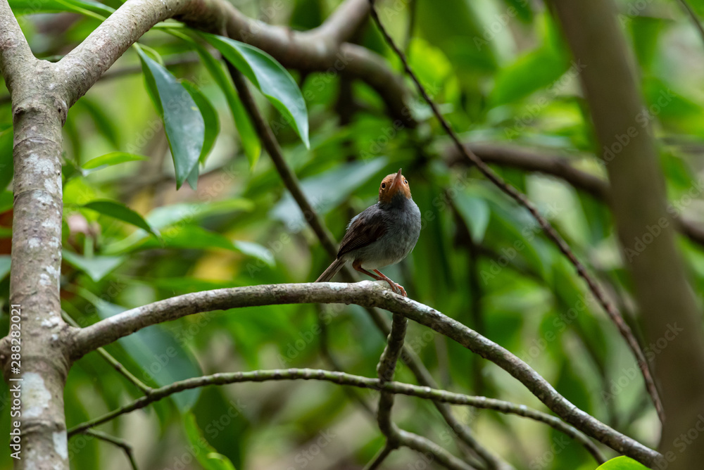 Ashy Tailorbird Orthotomus ruficeps Ashy Tailorbird Orthotomus ruficeps
