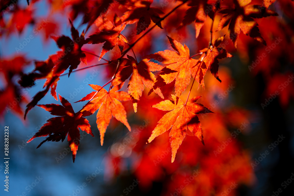 close-up colorful fall foliage in sunny day. beautiful autumn landscape background close-up colorful fall foliage in sunny day. beautiful autumn landscape background