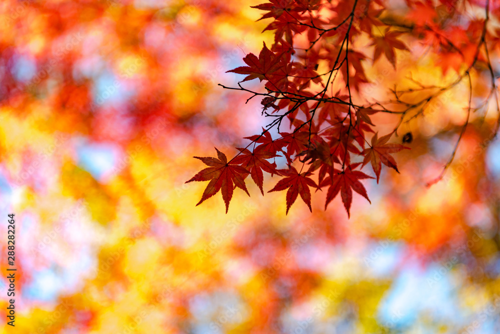 close-up colorful fall foliage in sunny day. beautiful autumn landscape background close-up colorful fall foliage in sunny day. beautiful autumn landscape background