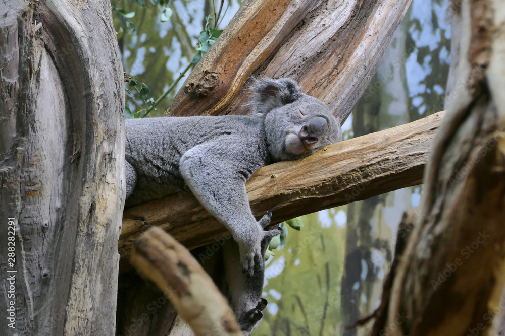 The australian koala laying on eucalypt tree branch and sleeping