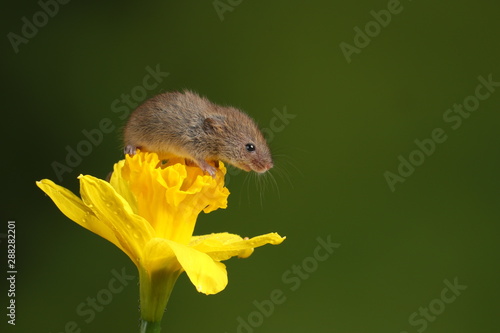harvest mouse exploring a yellow daffodil flower